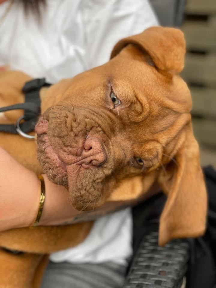 Acana hundefoder