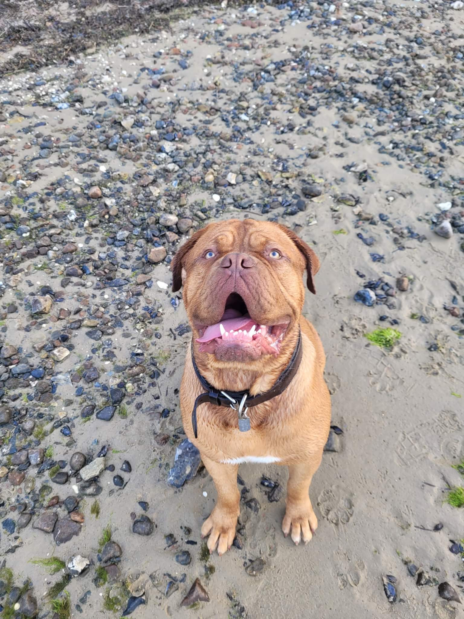 Dogue de Bordeaux
