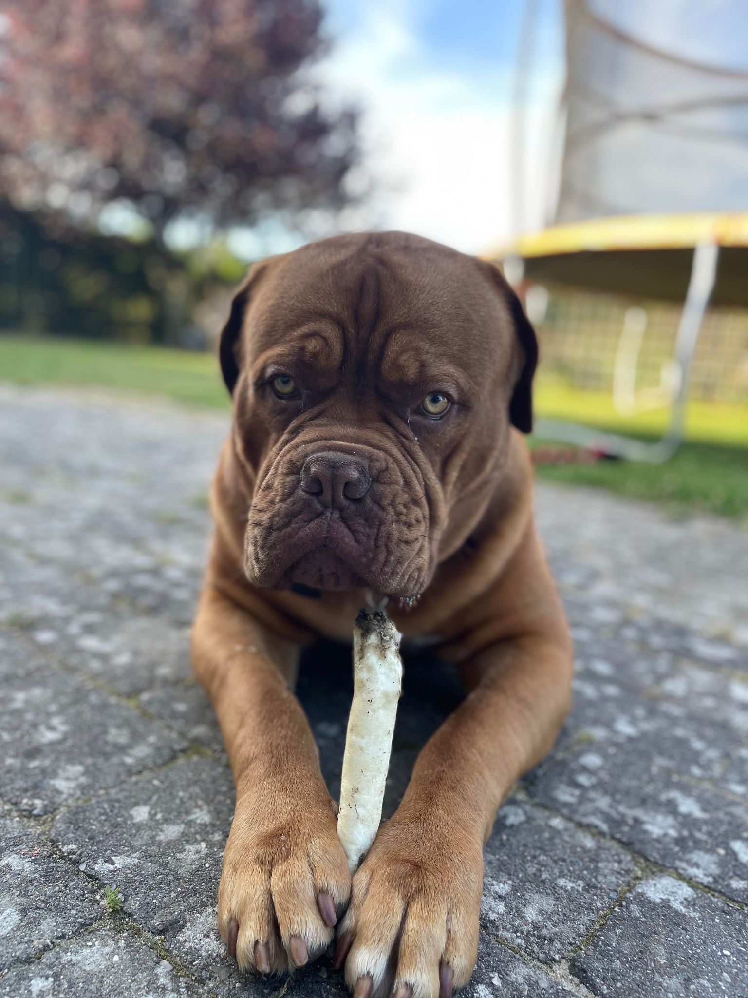 godbider til hund