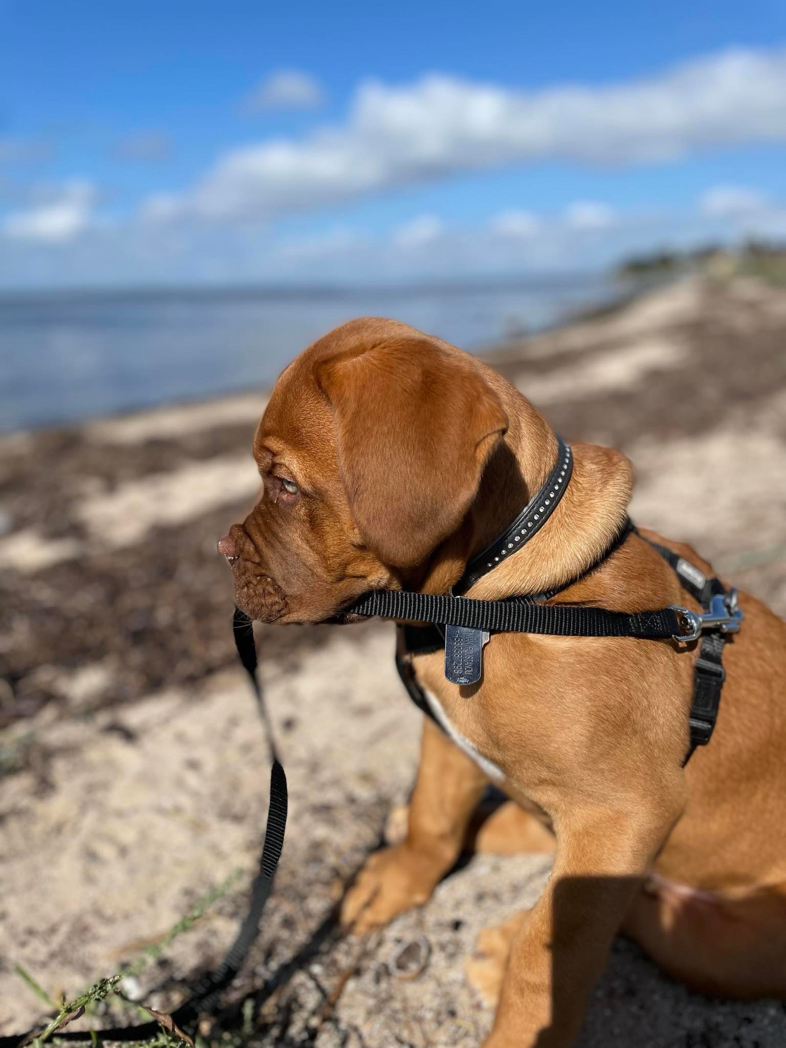 fedtfattige godbidder