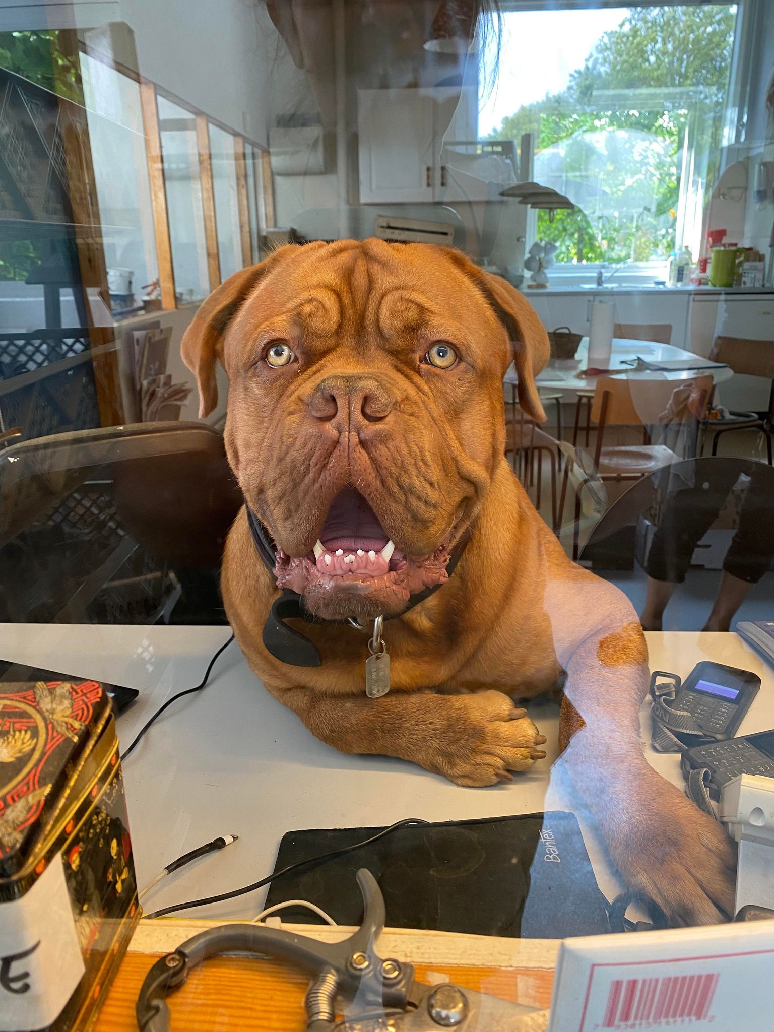 Fransk Mastiff