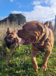 🚌 Rejse med hund i bus: Tips og regler for en komfortabel tur