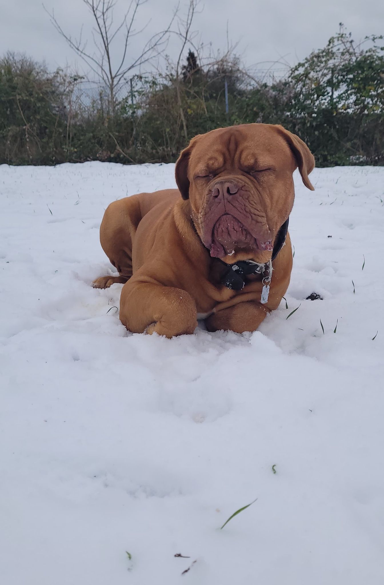 hund i sen