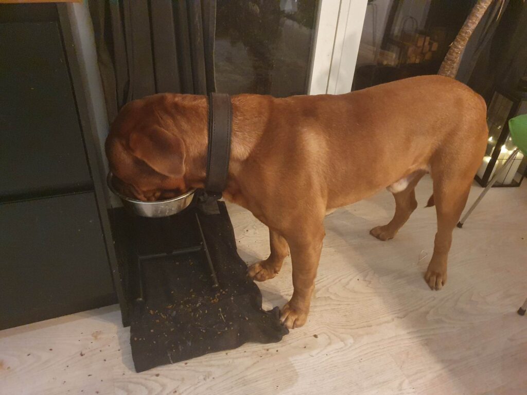 Dogue de bordeaux spiser