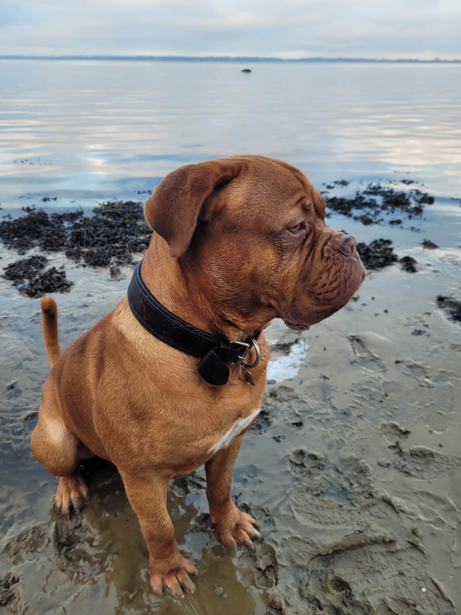 Dogue de Bordeaux træne hund