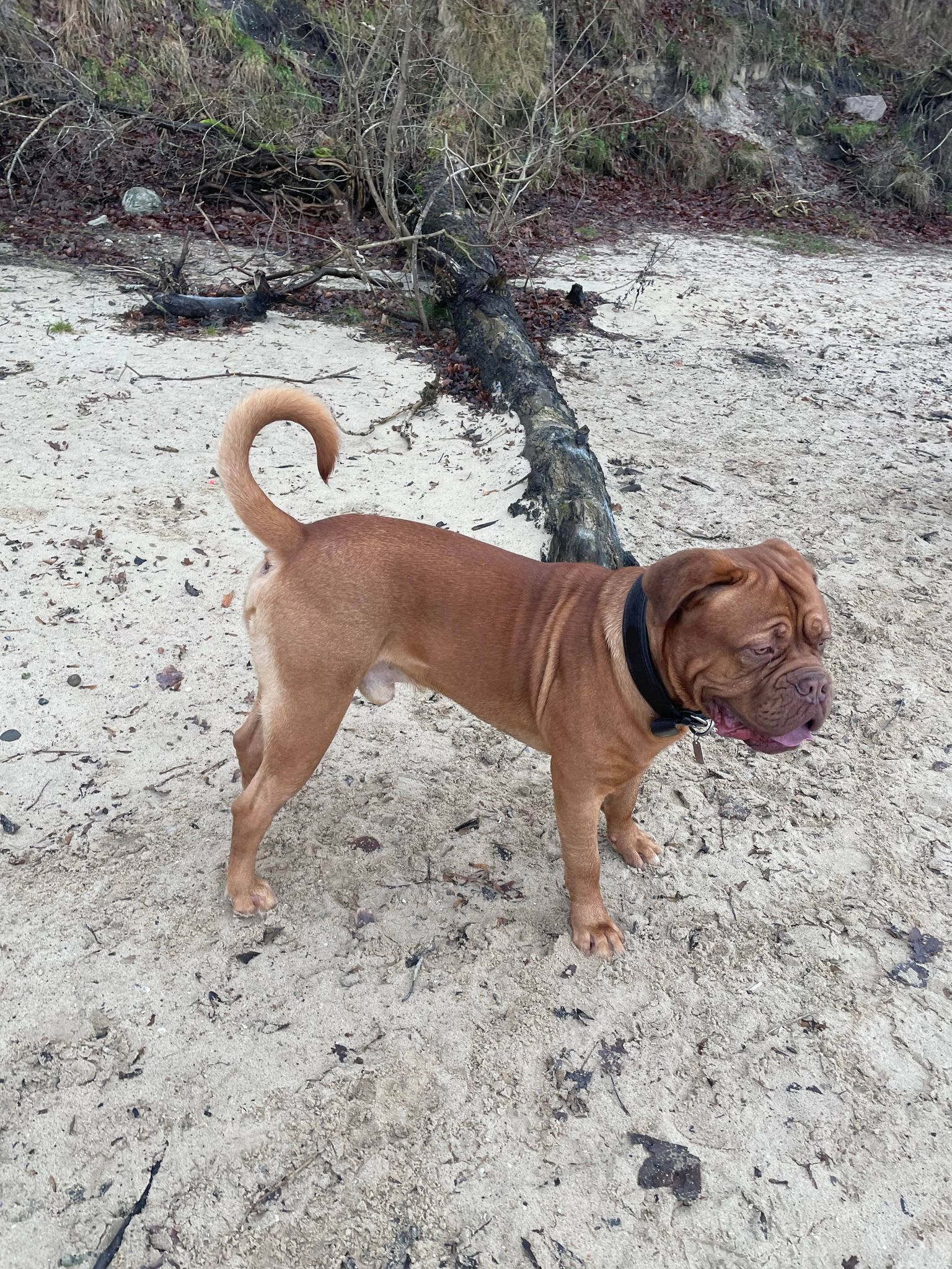 på tur i hundeskoven