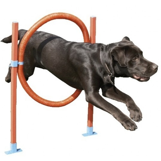 Datter spørge retning træningsudstyr til hunden - køb det her til attraktive priser !