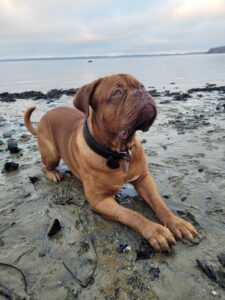 En sund livsstil for din hund: Pleje, ernæring og aktivering