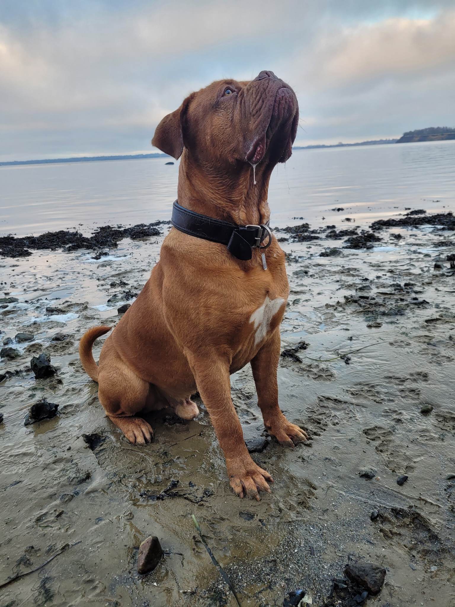 Vores dogue de bordeaux