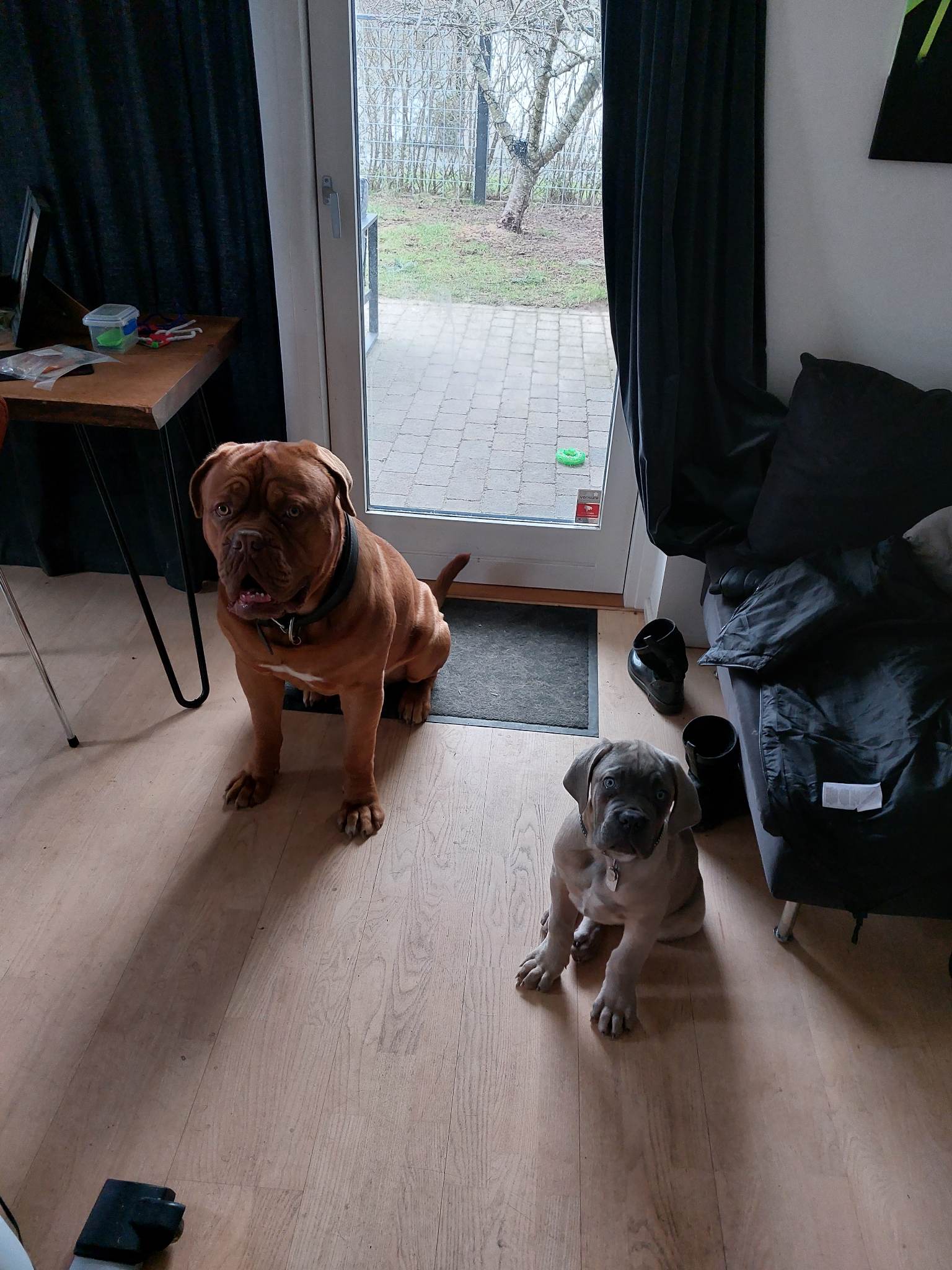 Vores Dogue de Bordeaux og Cane Corso