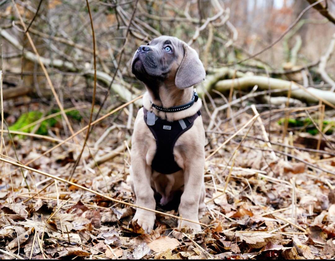 Cane Corso