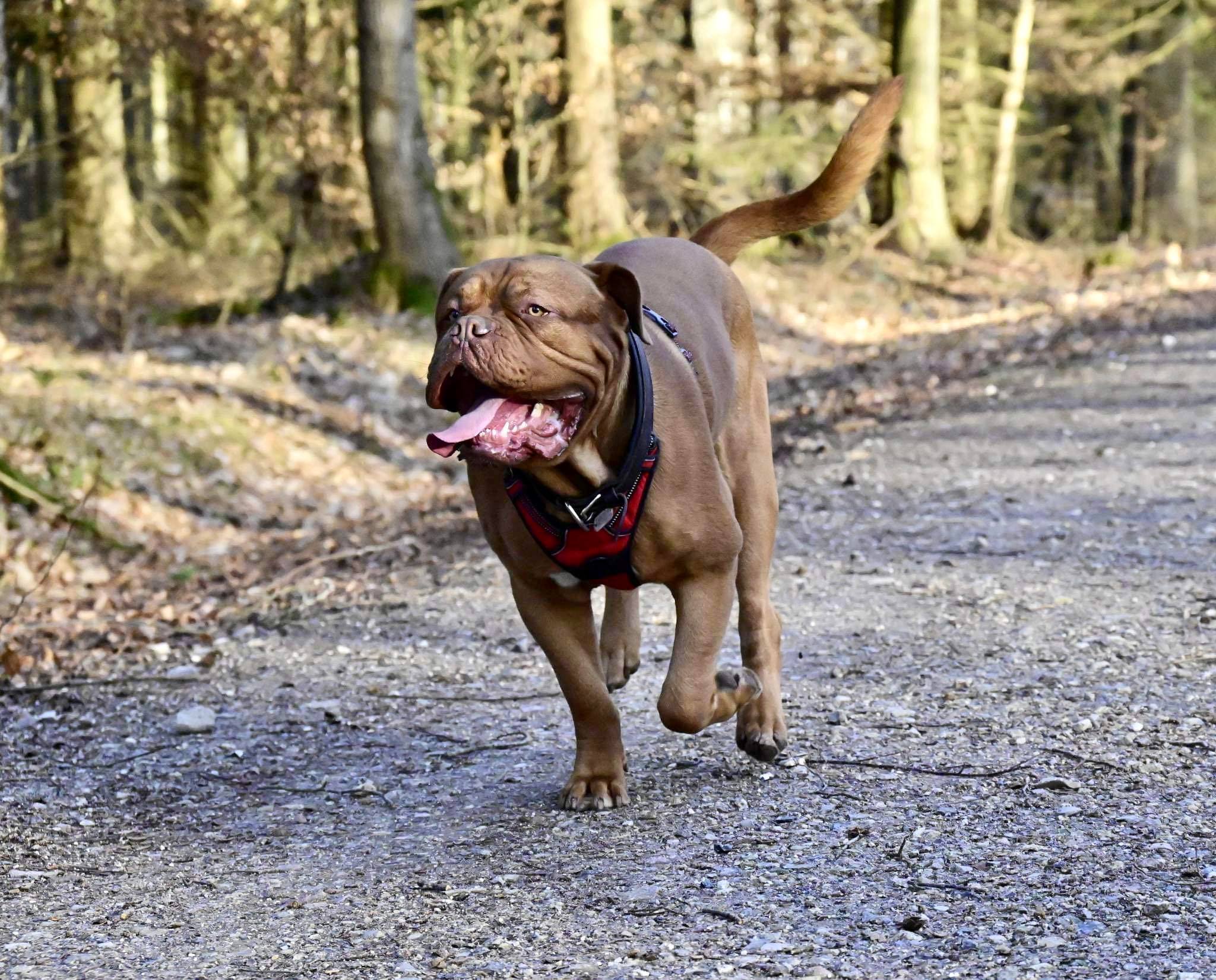 Hvad Betyder Hundens Hale