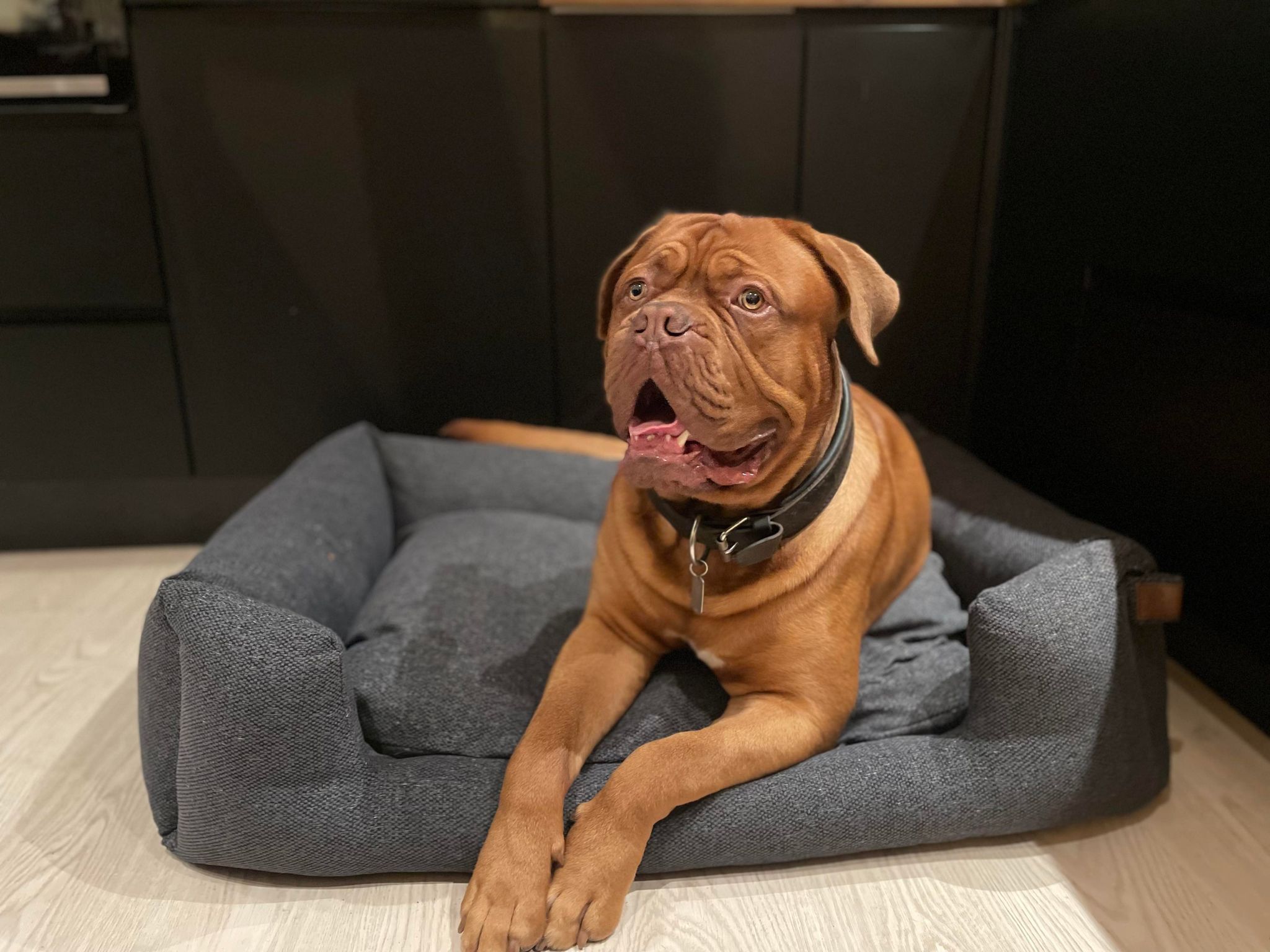 Hvor dybt sover hunden