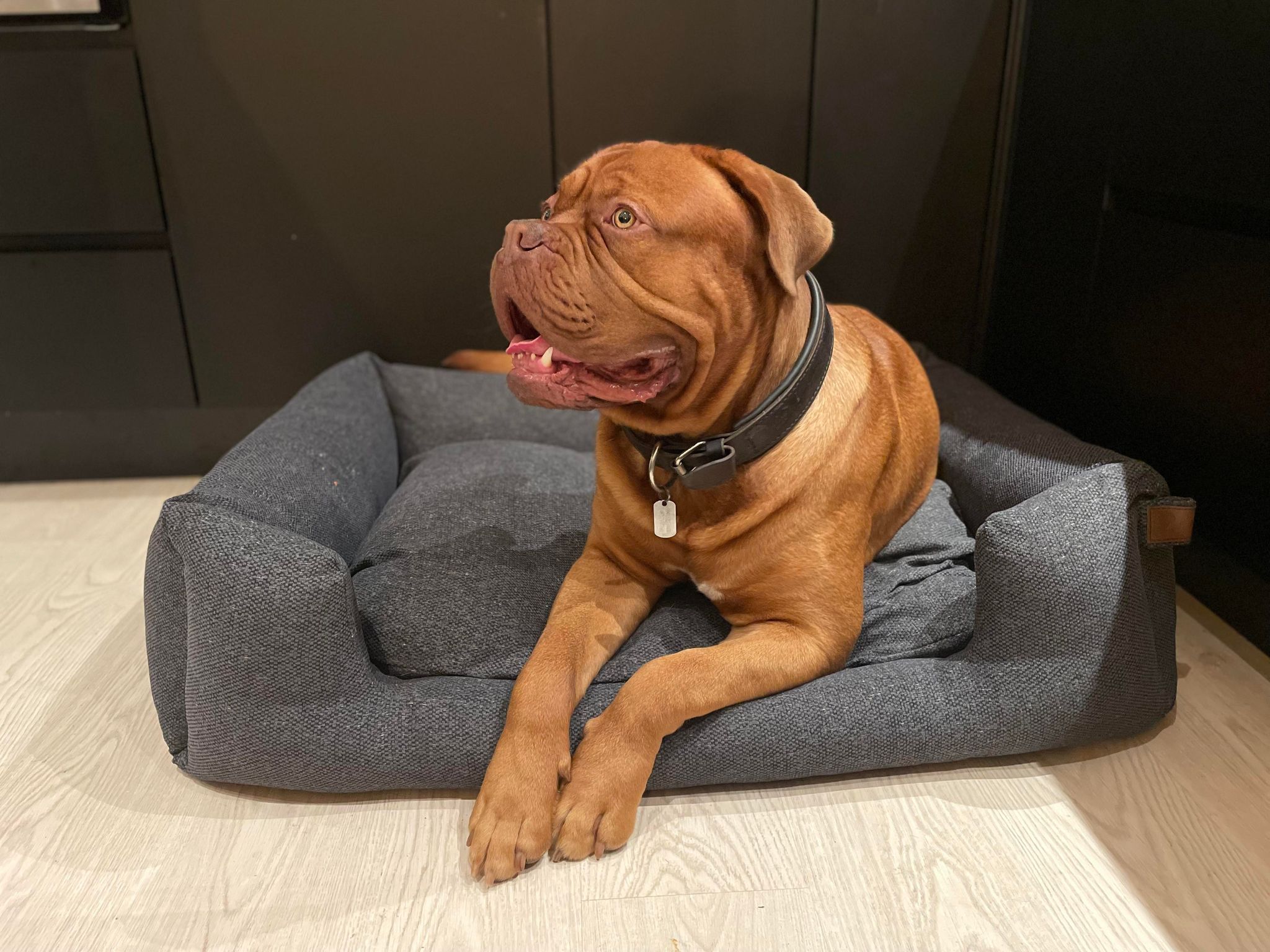 Perfekte hundeseng