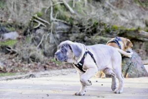 🚆 Rejse med hund med tog: Tips og råd til en god tur