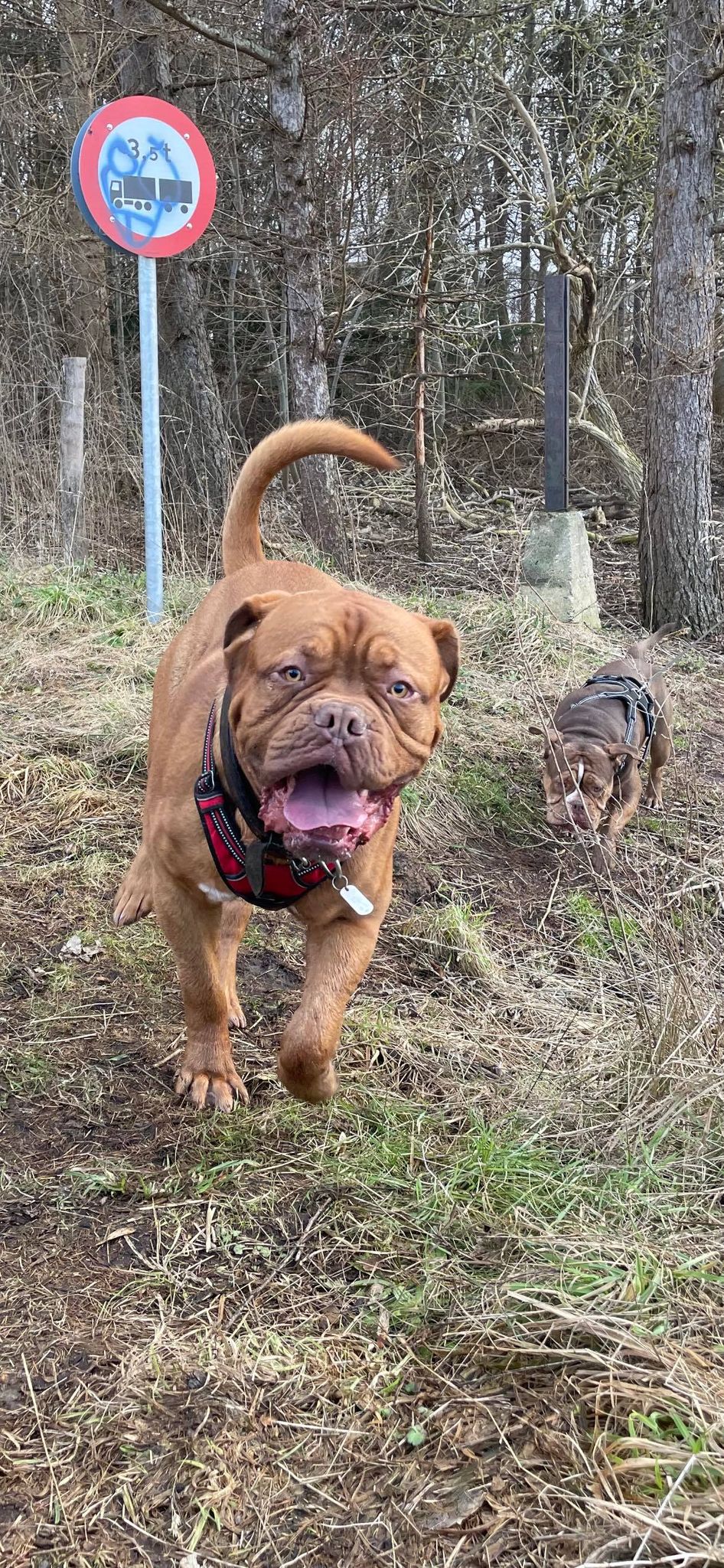 2 hunde der leger