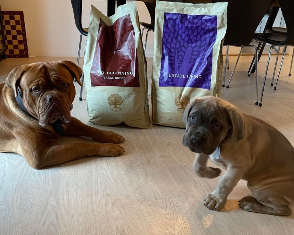 Det rigtige hundemad