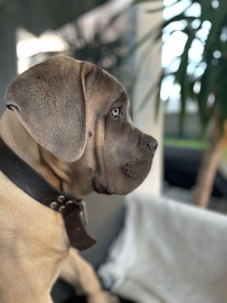 god hundemad