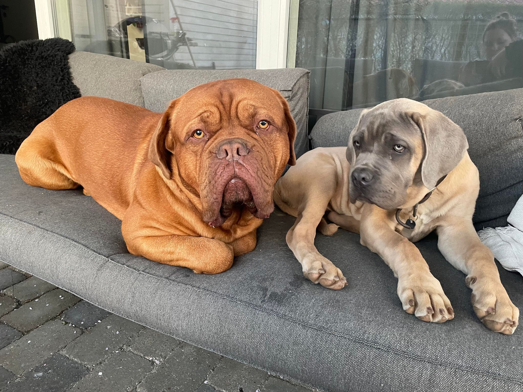 beskyt din hund mod flåter