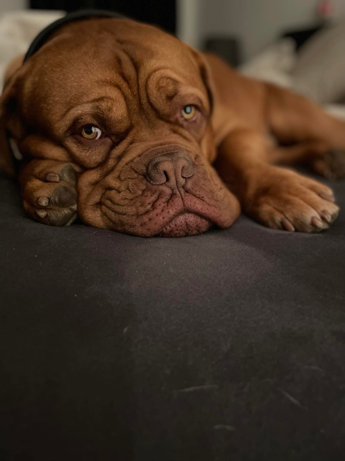 hund alene hjemme