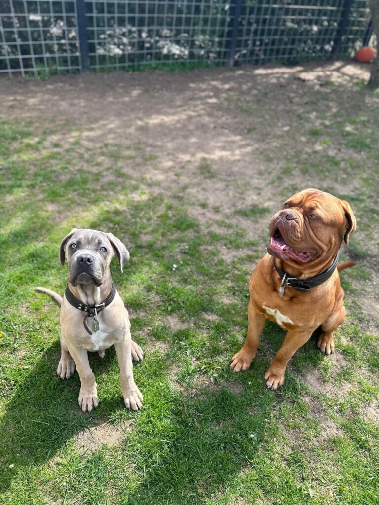 Det bedste hundemad