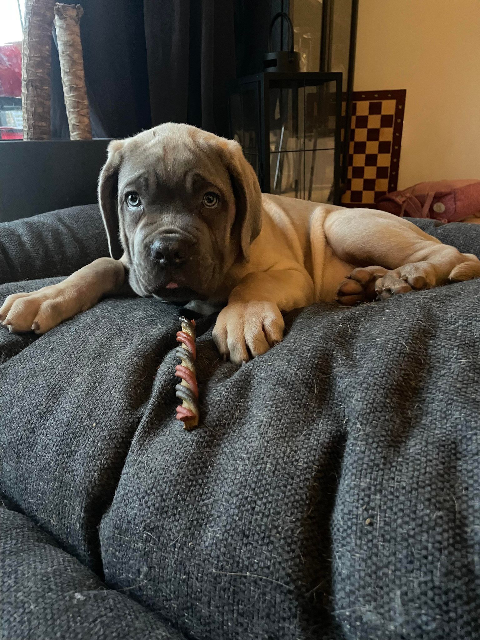 kan en hund mærke når ejeren er syg?