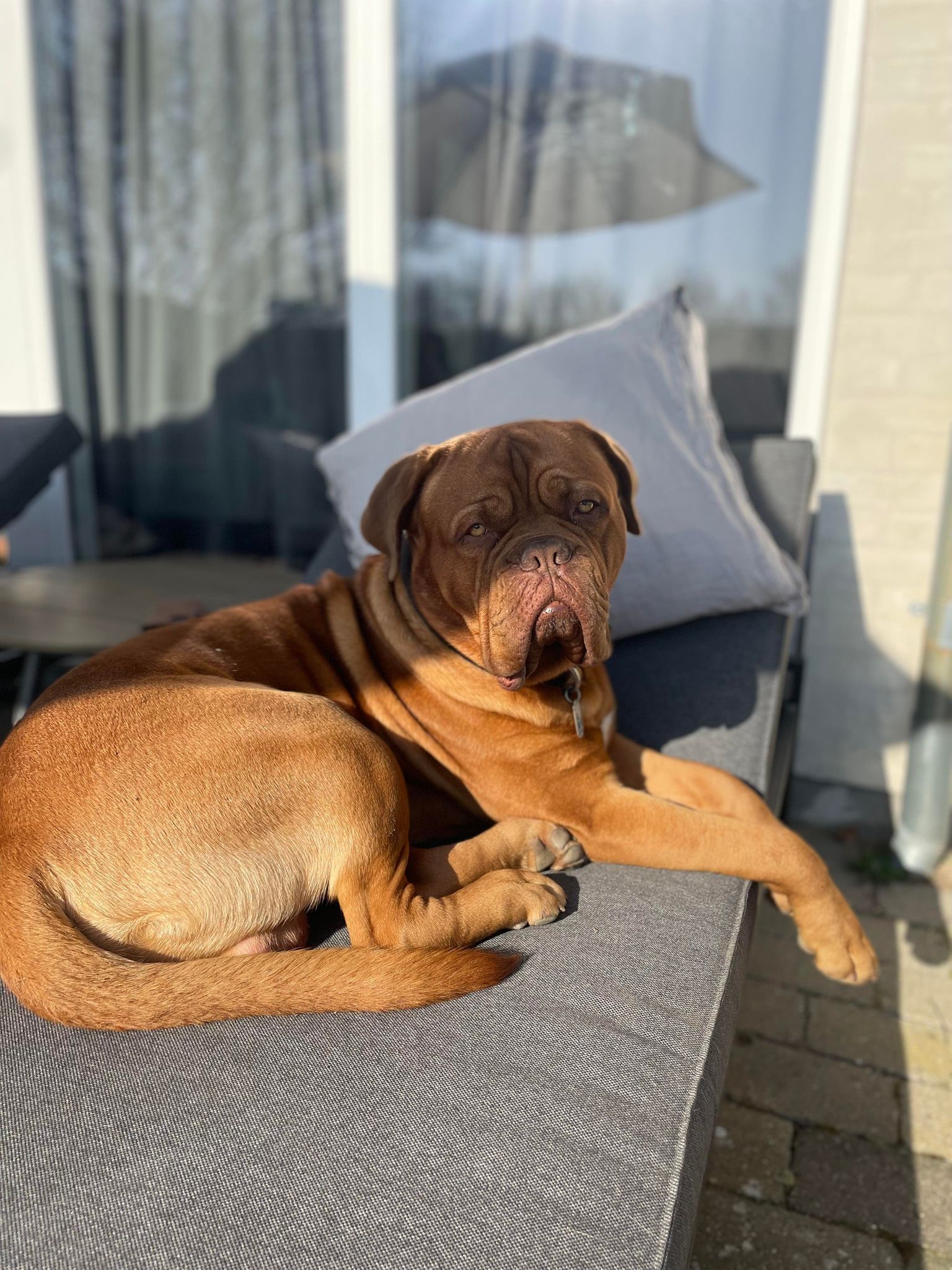 hvis hunden lider af angst