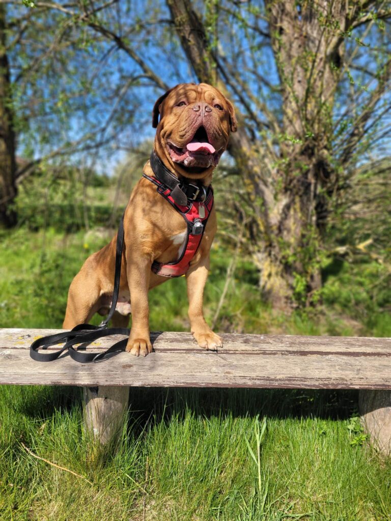 Hvad koster en hundeforsikring