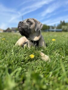 Sådan gør du din hund stueren – vores erfaringer og bedste råd