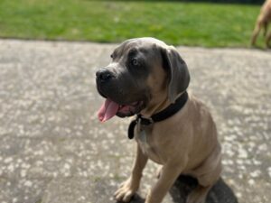 Grundlæggende hundetræning: Tips til en velopdragen hund