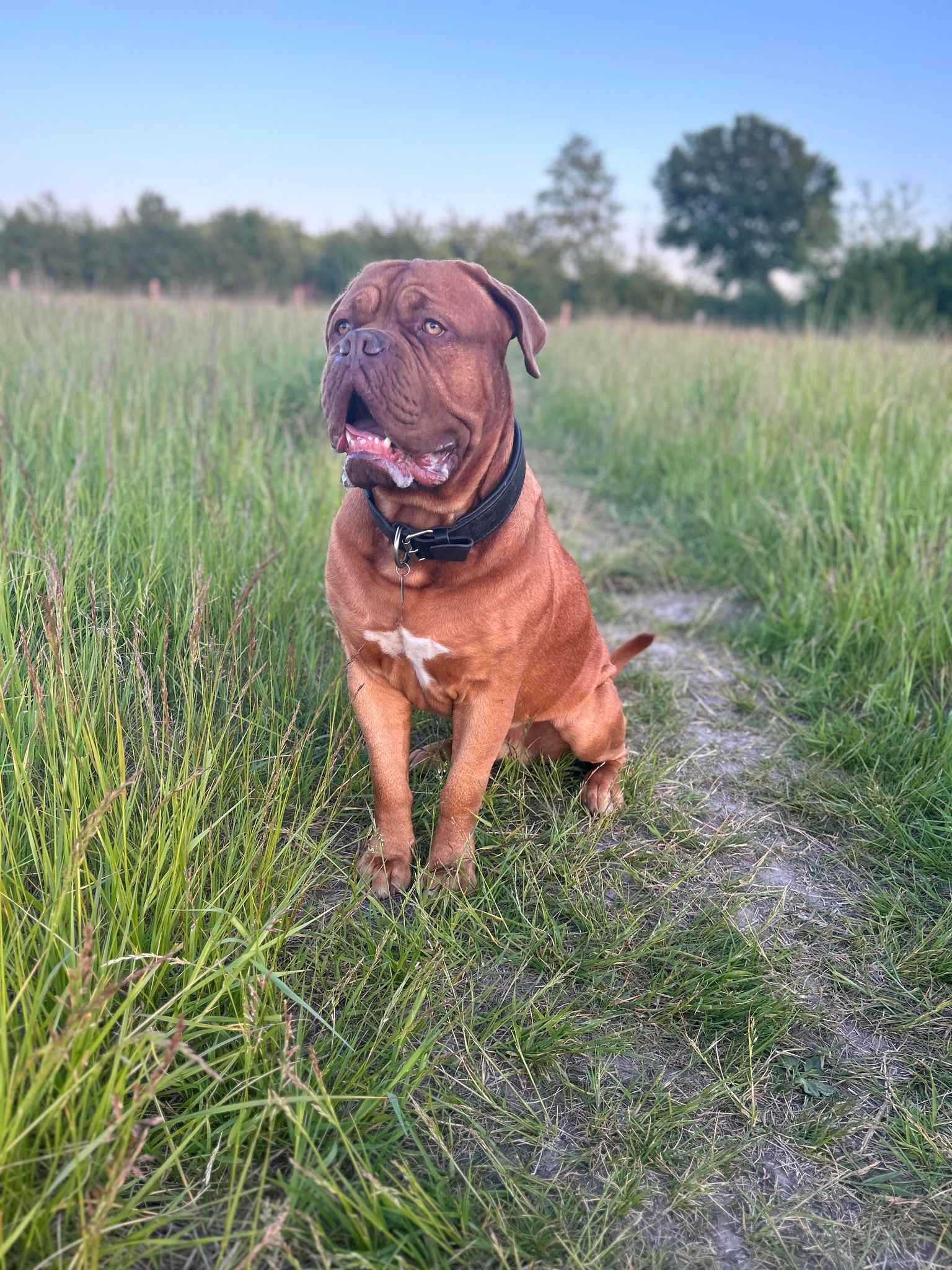 Hundemad til Mastiff