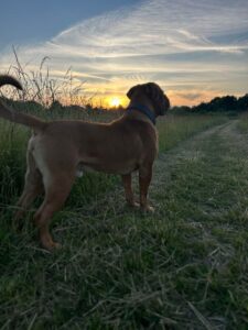 Sådan lærer du din hund at rulle rundt – trin for trin 🐶🎉