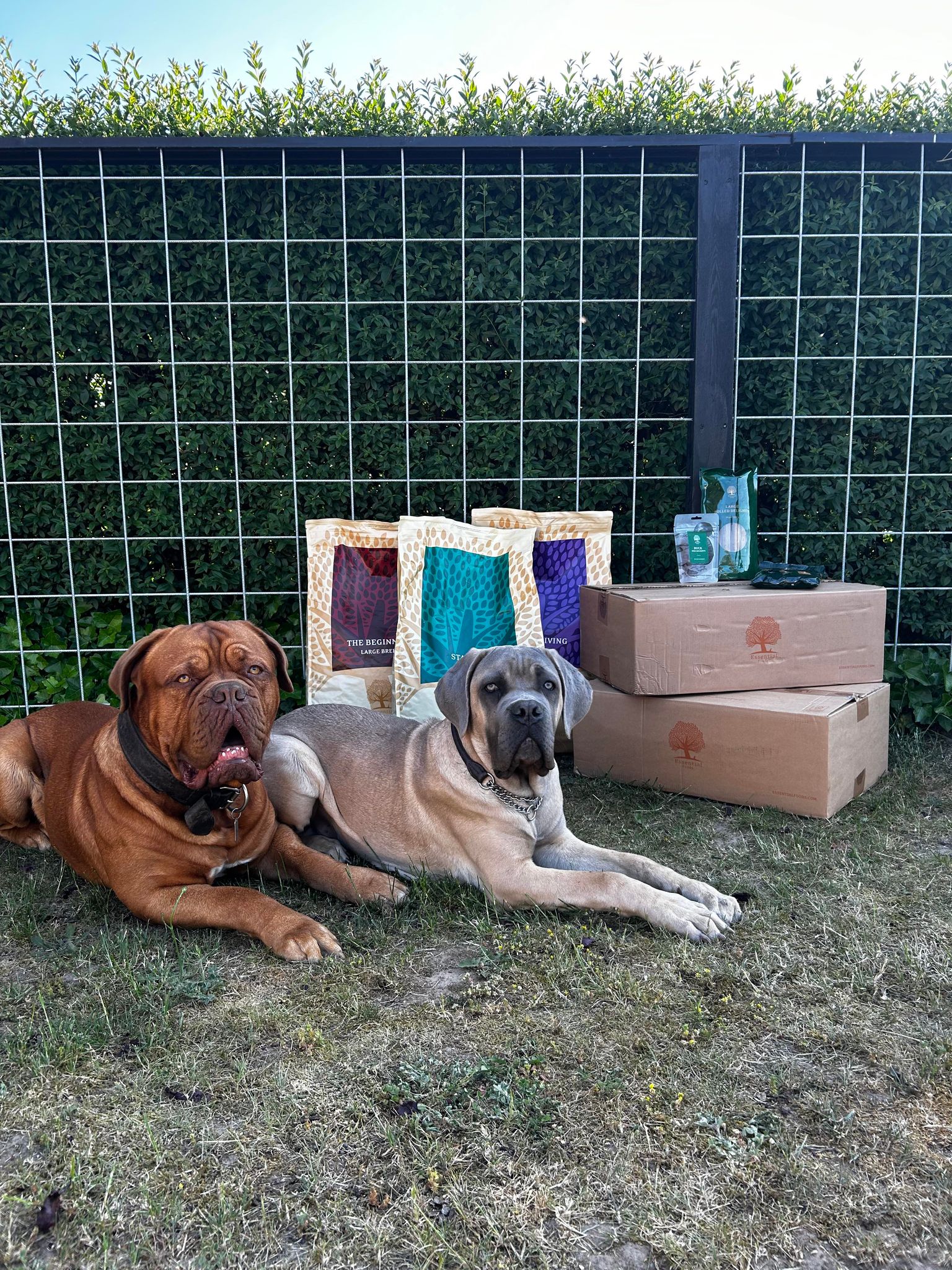 Huindemad til Mastiff
