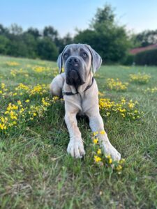 Hvor mange gange skal en hund spise om dagen? En guide til optimal fodring