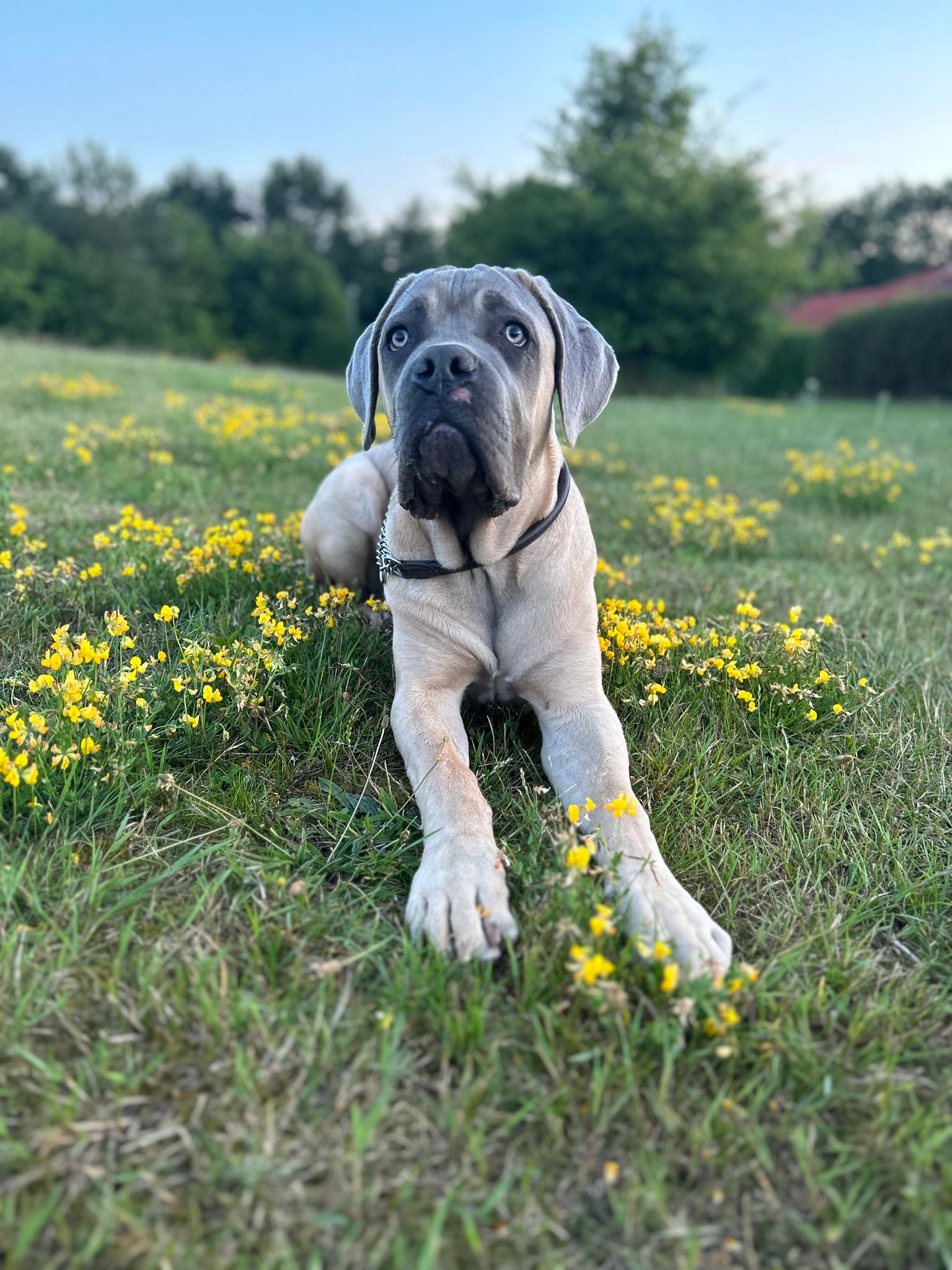 Hvor mange gange skal en hund spise om dagen