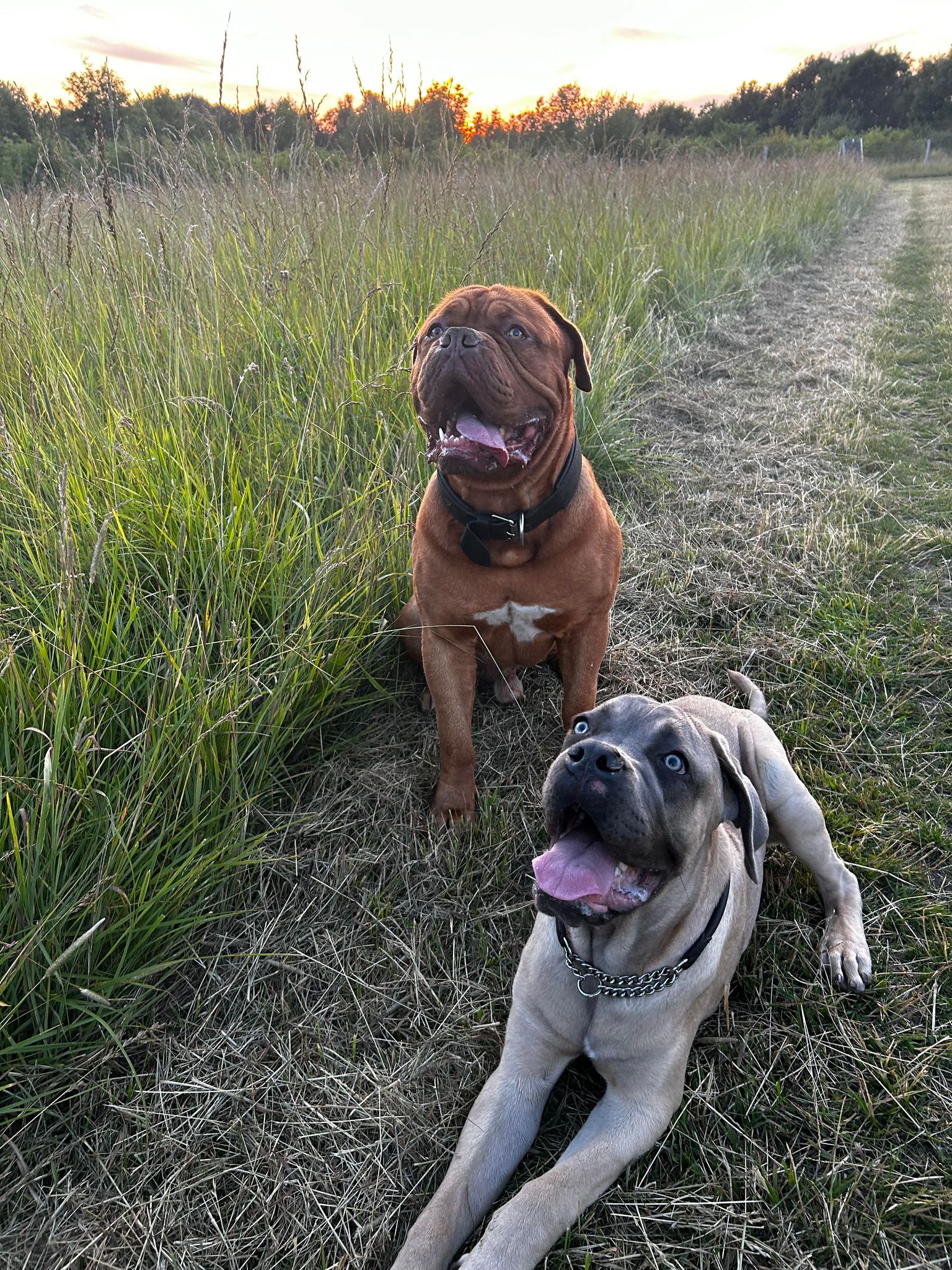 fordele ved hundeskoven