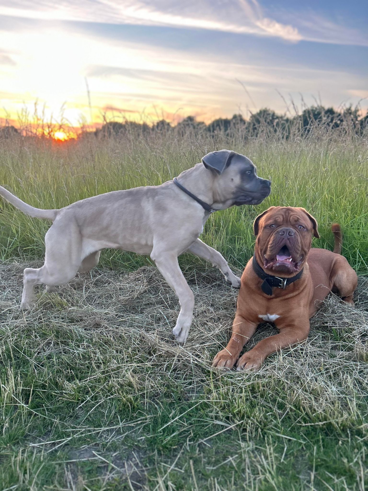 kamera til at holde øje med hunden