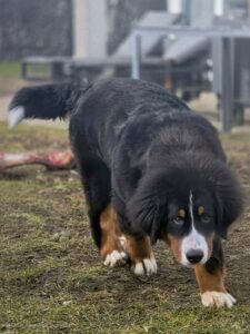 10 mærkelige ting hunde gør – og hvorfor de egentlig gør det 🐶